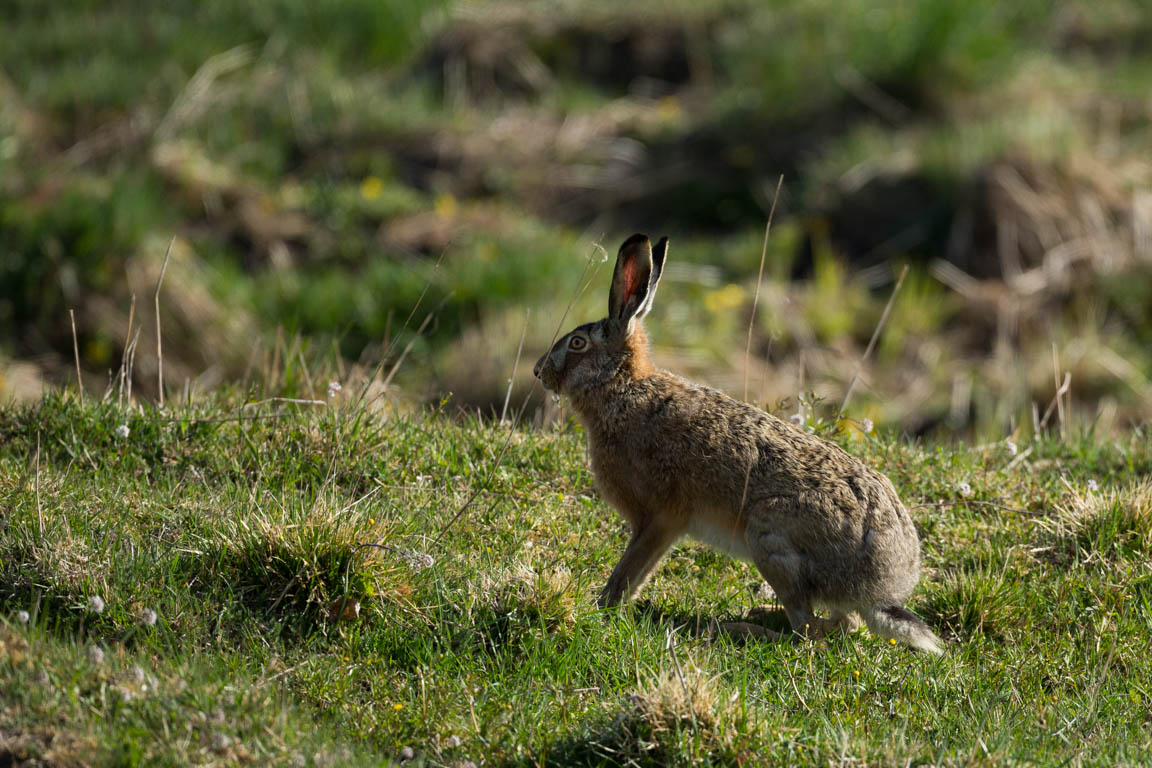 Fälthare, European hare, Lepus europaeus