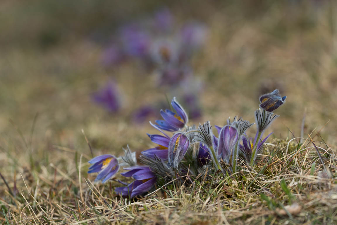 Backsippa, Pasque flower, Pulsatilla vulgaris