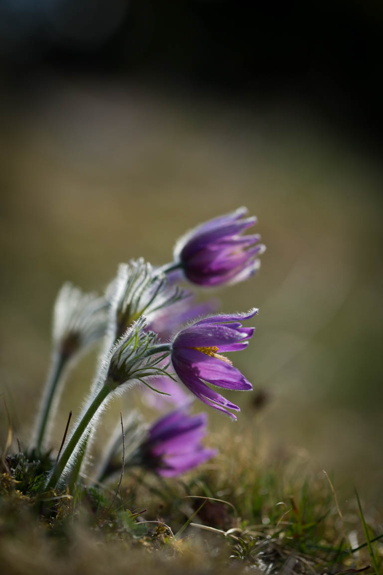 Backsippa, Pasque flower, Pulsatilla vulgaris