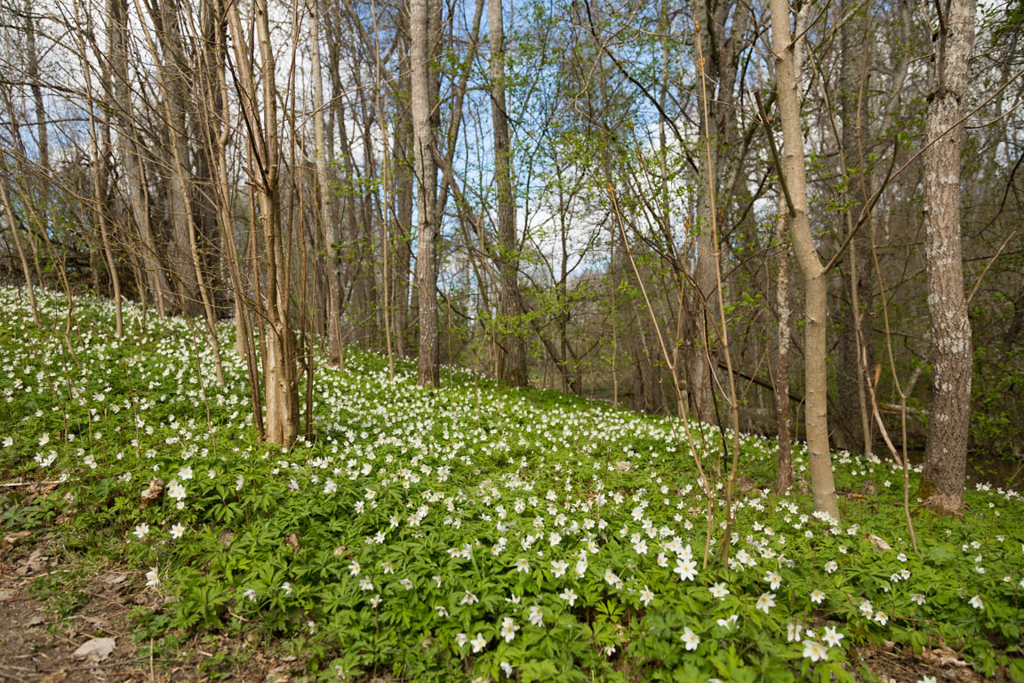 Vitsippa, Wood anemone, Anemone nemorosa