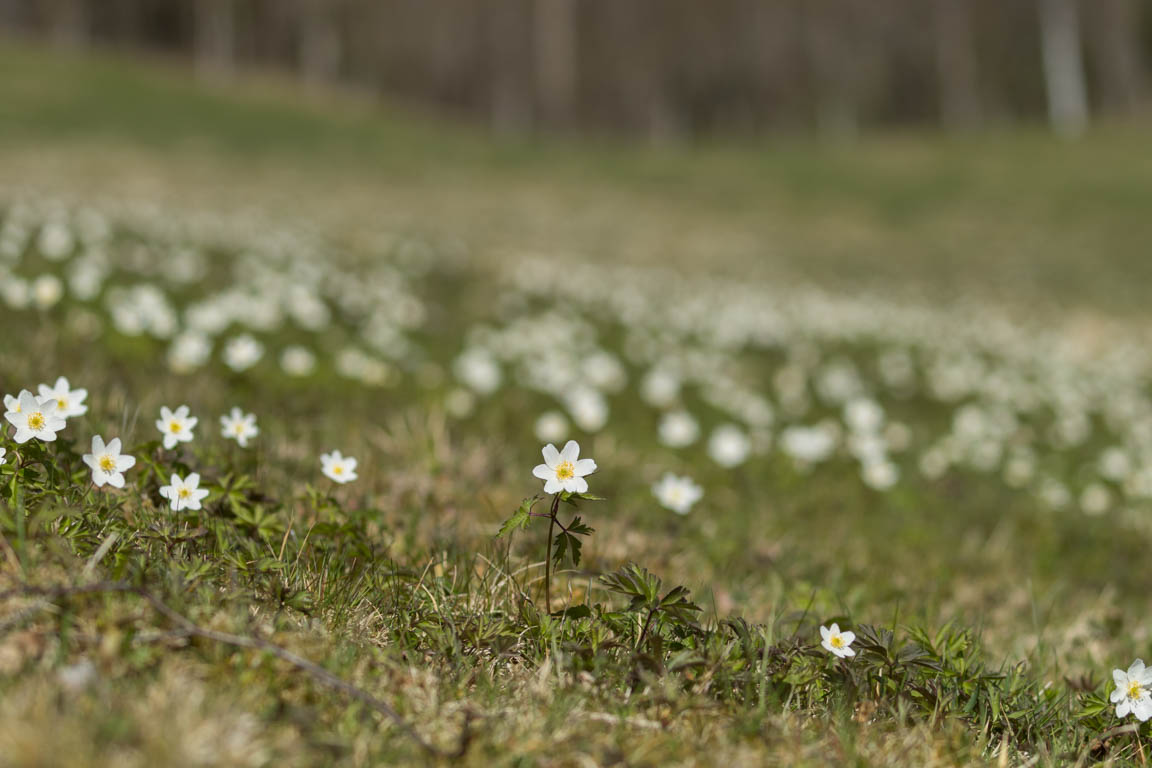 Vitsippa, Wood anemone, Anemone nemorosa