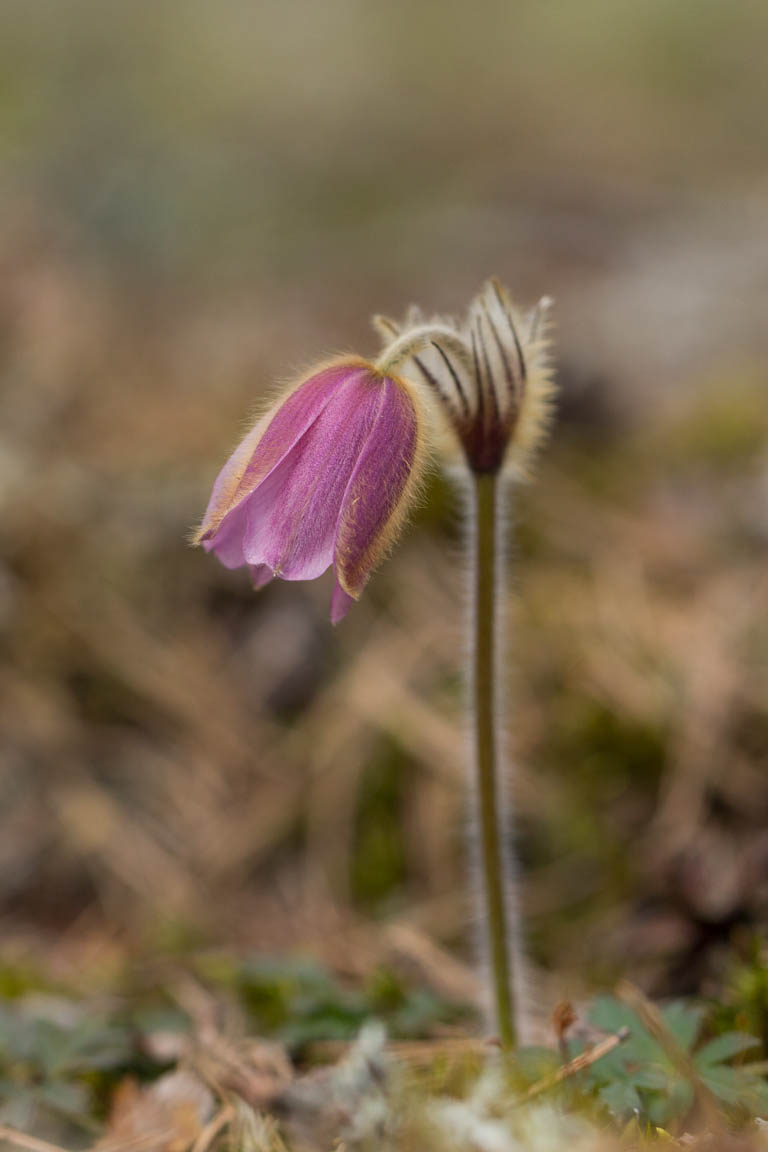 Mosippa, Spring pasqueflower, Pulsatilla vernalis