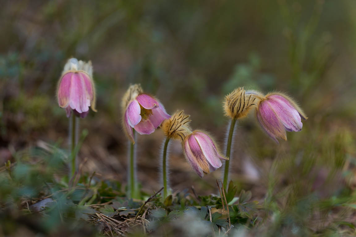 Mosippa, Spring pasqueflower, Pulsatilla vernalis