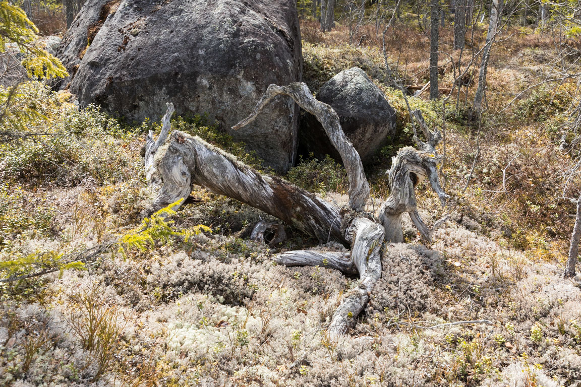 Gammalt trä