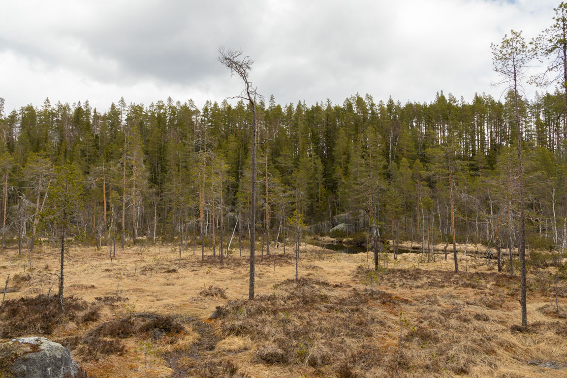 Lugnflytande sträcka