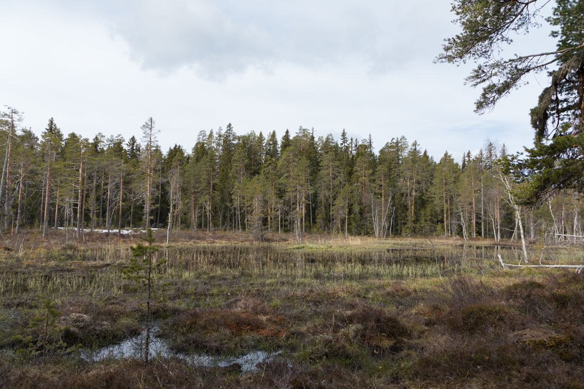 Liten tjärn