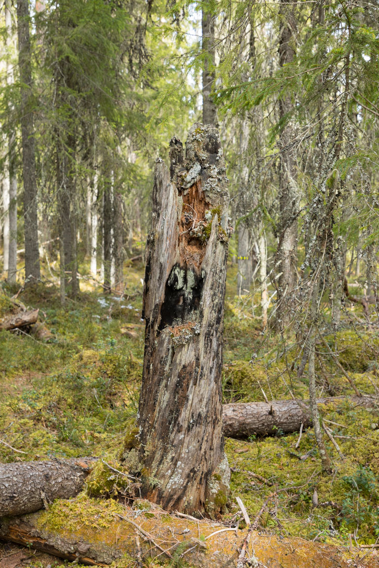 Högstubbe med brandljud