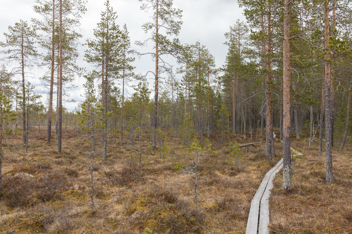 Tillbaka på Svartåmyren