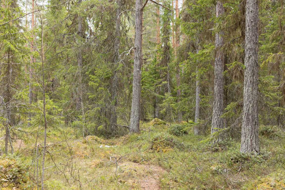 Skogsholme på myren