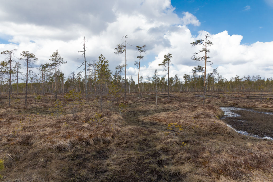 Mer blötmyr