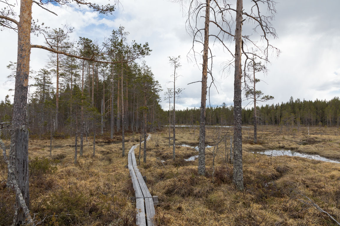 Mot Myrentrén