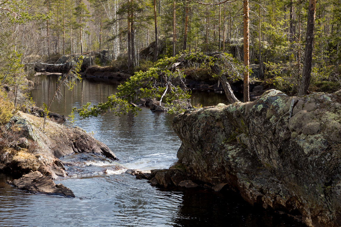 Den krokiga tallen