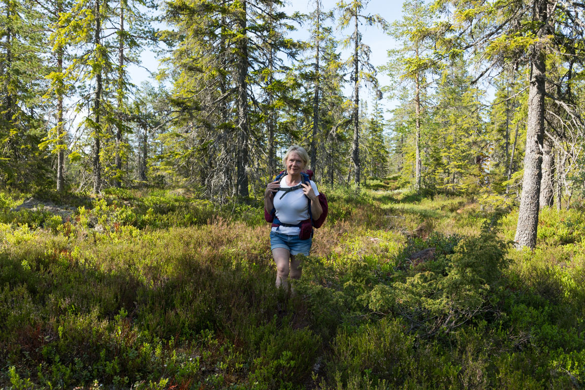 Mycket blåbär till björnarna