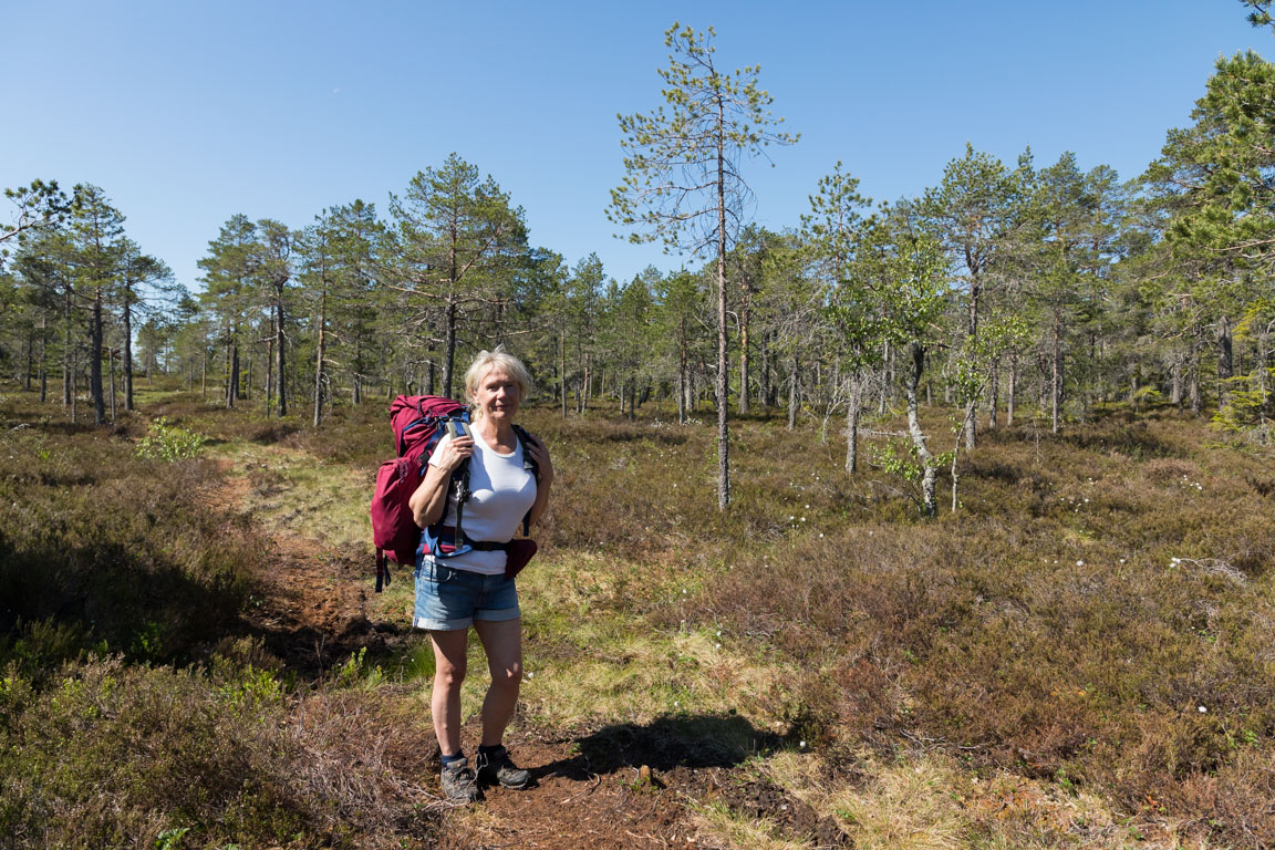 Bland ljung och trögväxta tallar