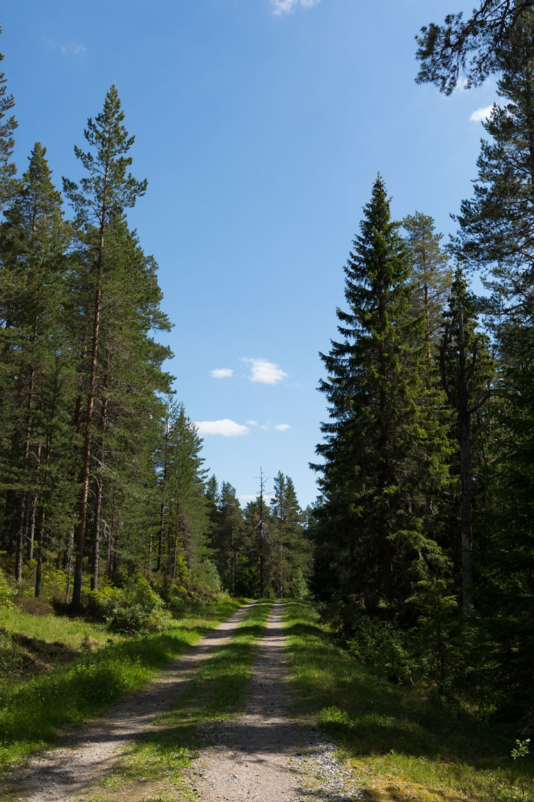Skogsväg