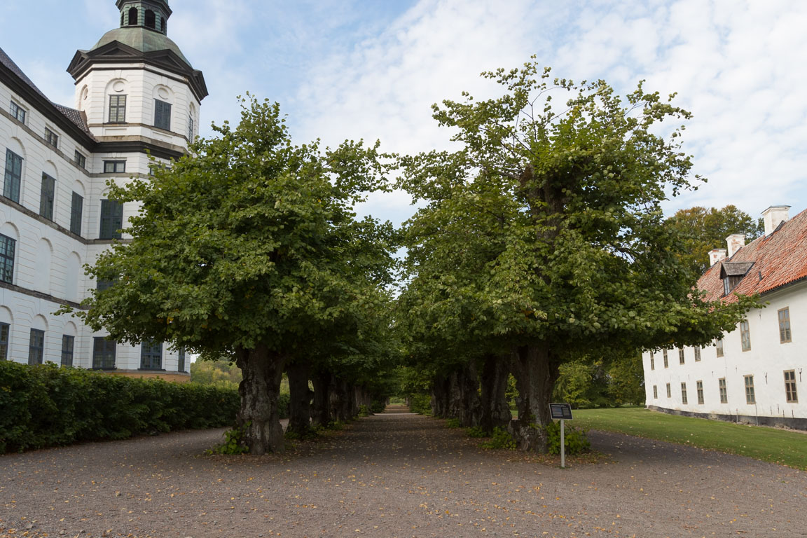 Den 330 år gamla lindallén