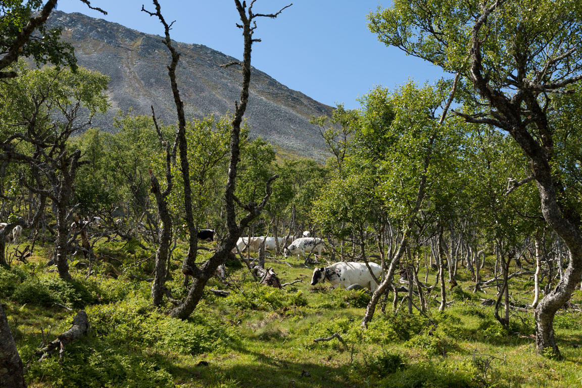 Betande fjällkor