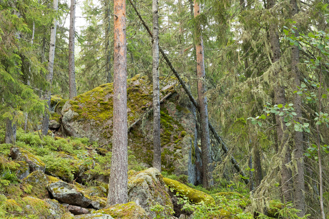 Rejäla bumlingar i rasbranten