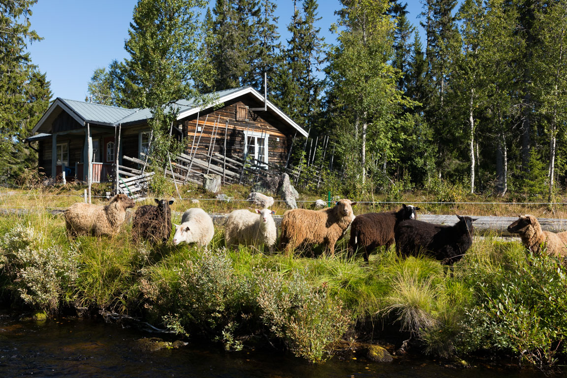 Gänget