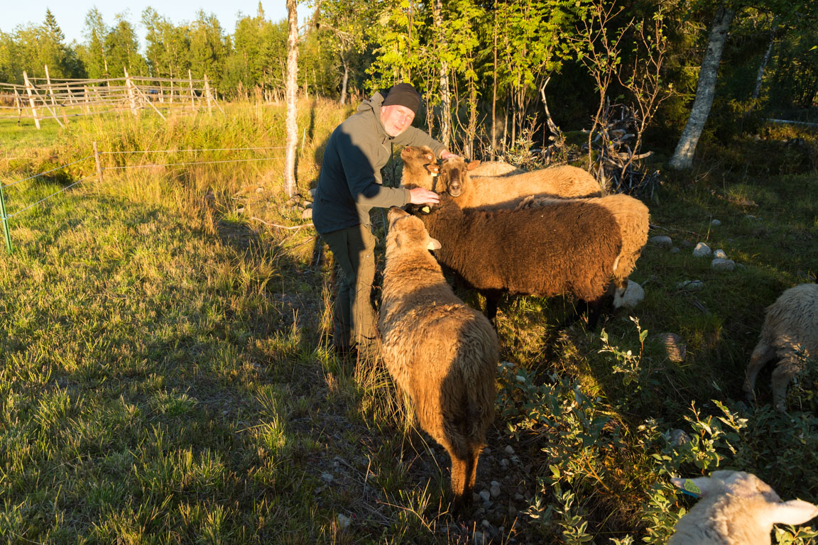 Gosig fårskock