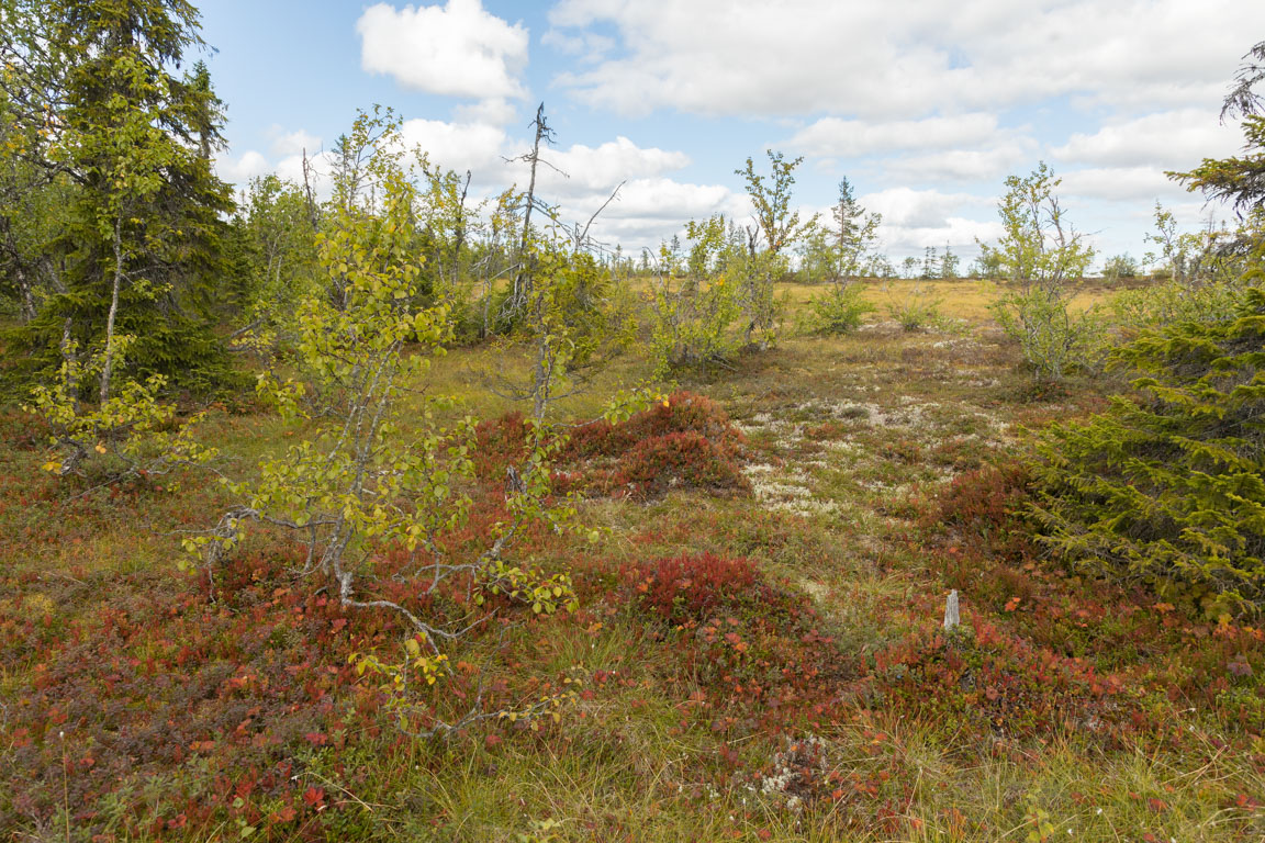 Höst på backenHöst på backen