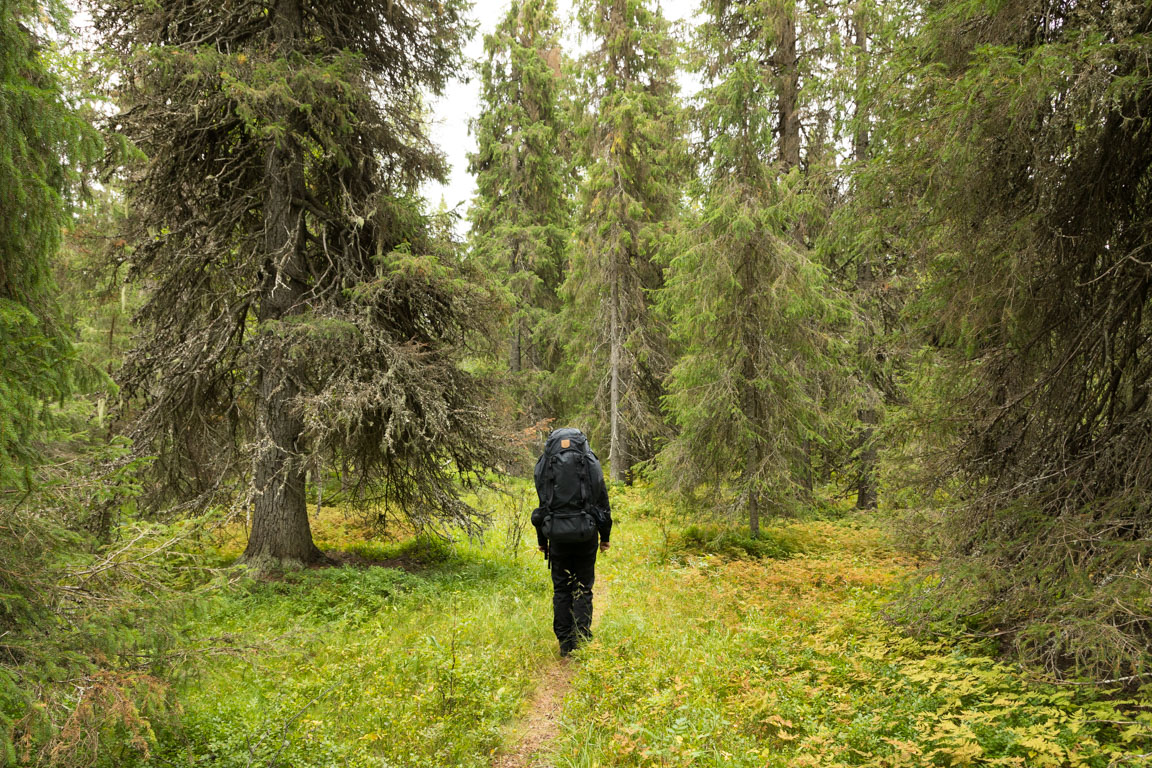 Gammelskog