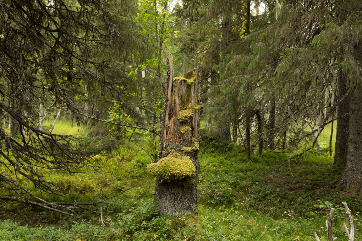 Naturens egna konstverk