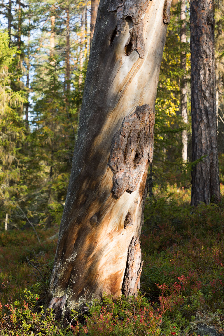 Knotig och vriden tall