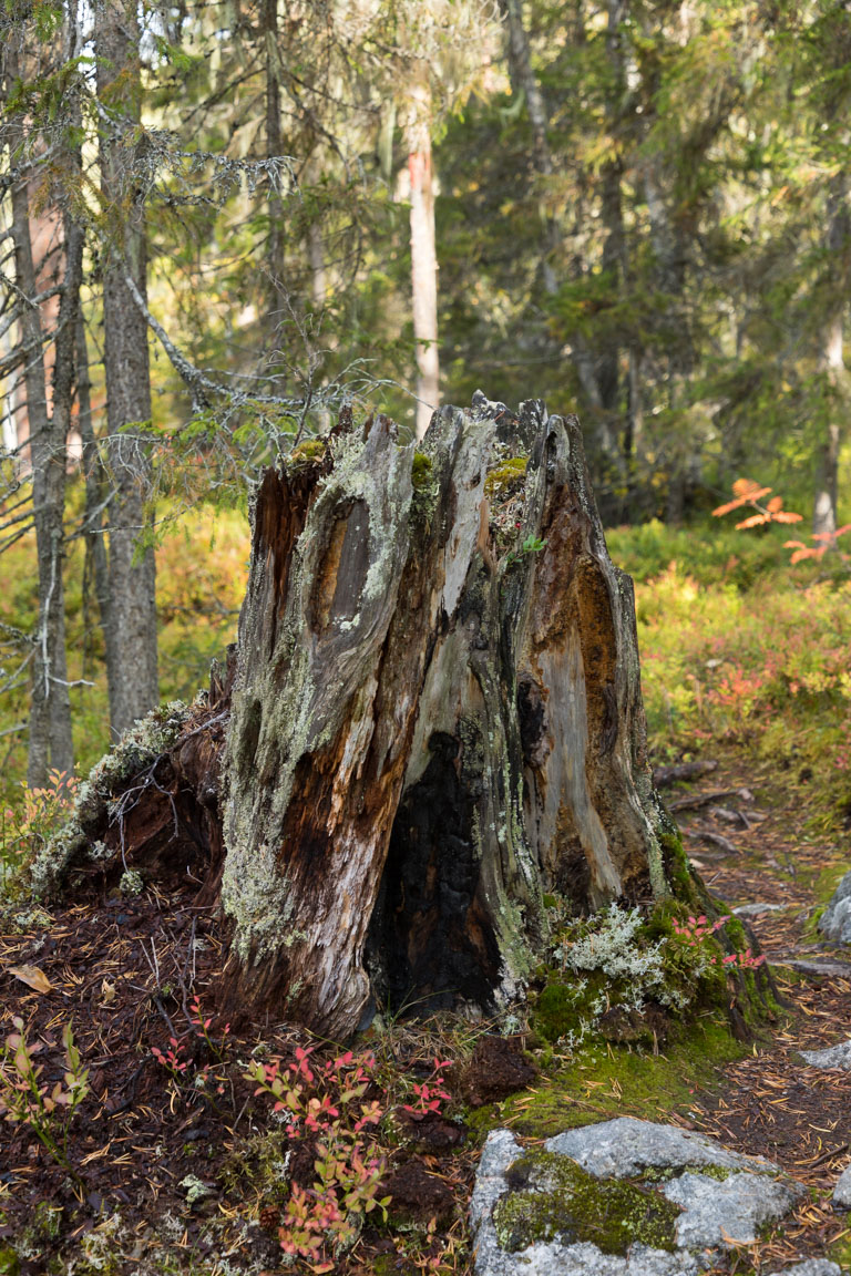 Stubbe med brandskador