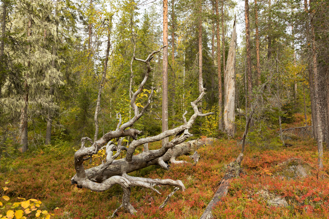 Låga och högstubbe