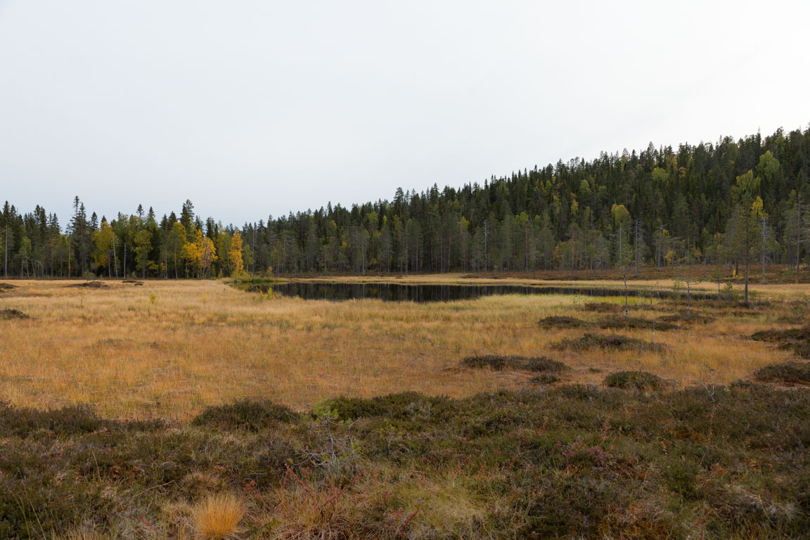 Svärmorstjärnen