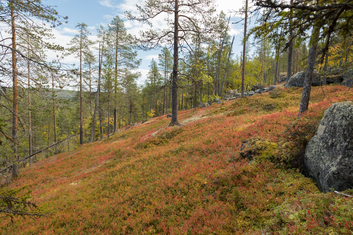 Blåbärsris i höstskrud