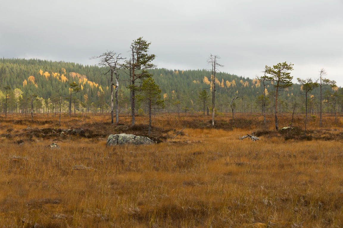 Höst i backen