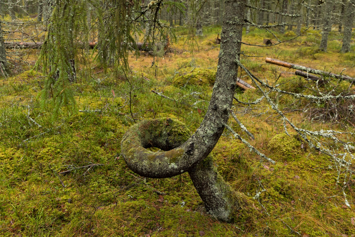 Tandvärksträd