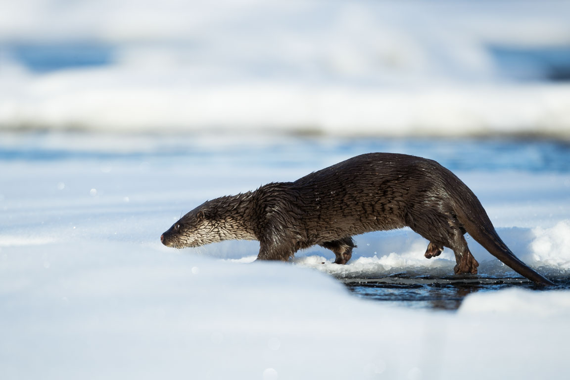 Utter, European otter, Lutra lutra