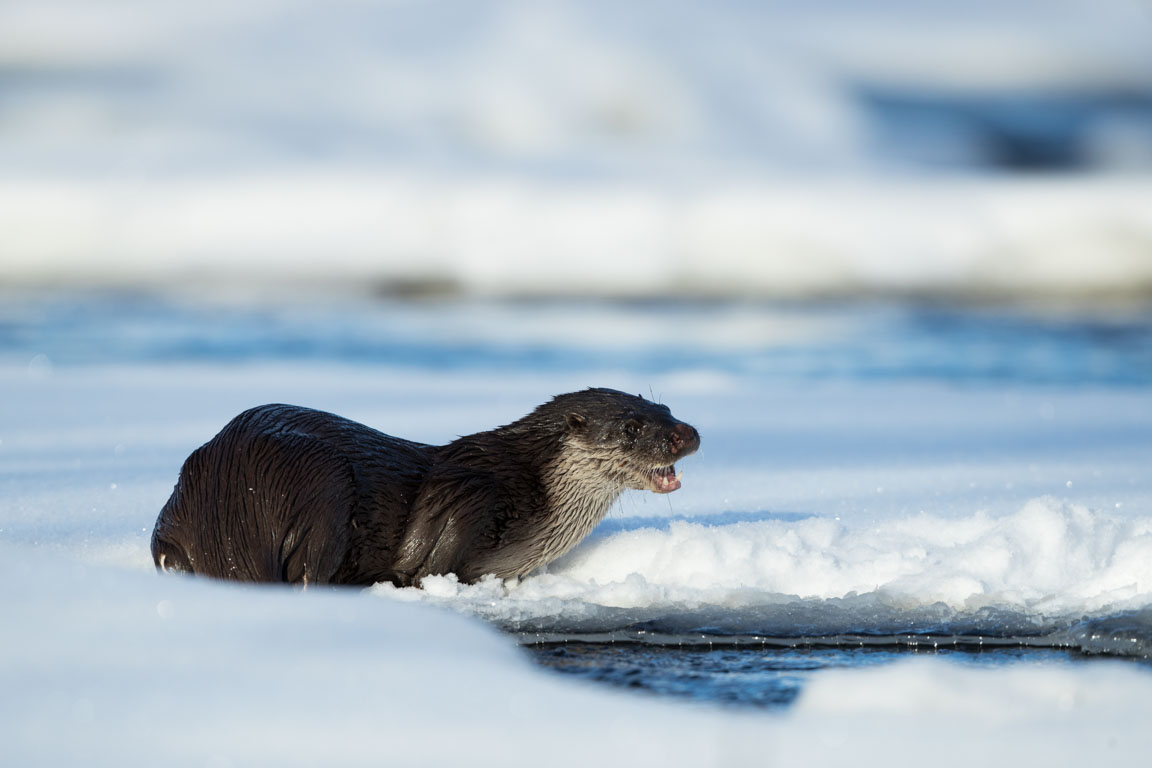 Utter, European otter, Lutra lutra