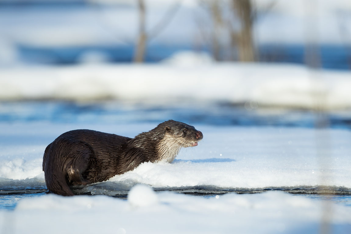 Utter, European otter, Lutra lutra