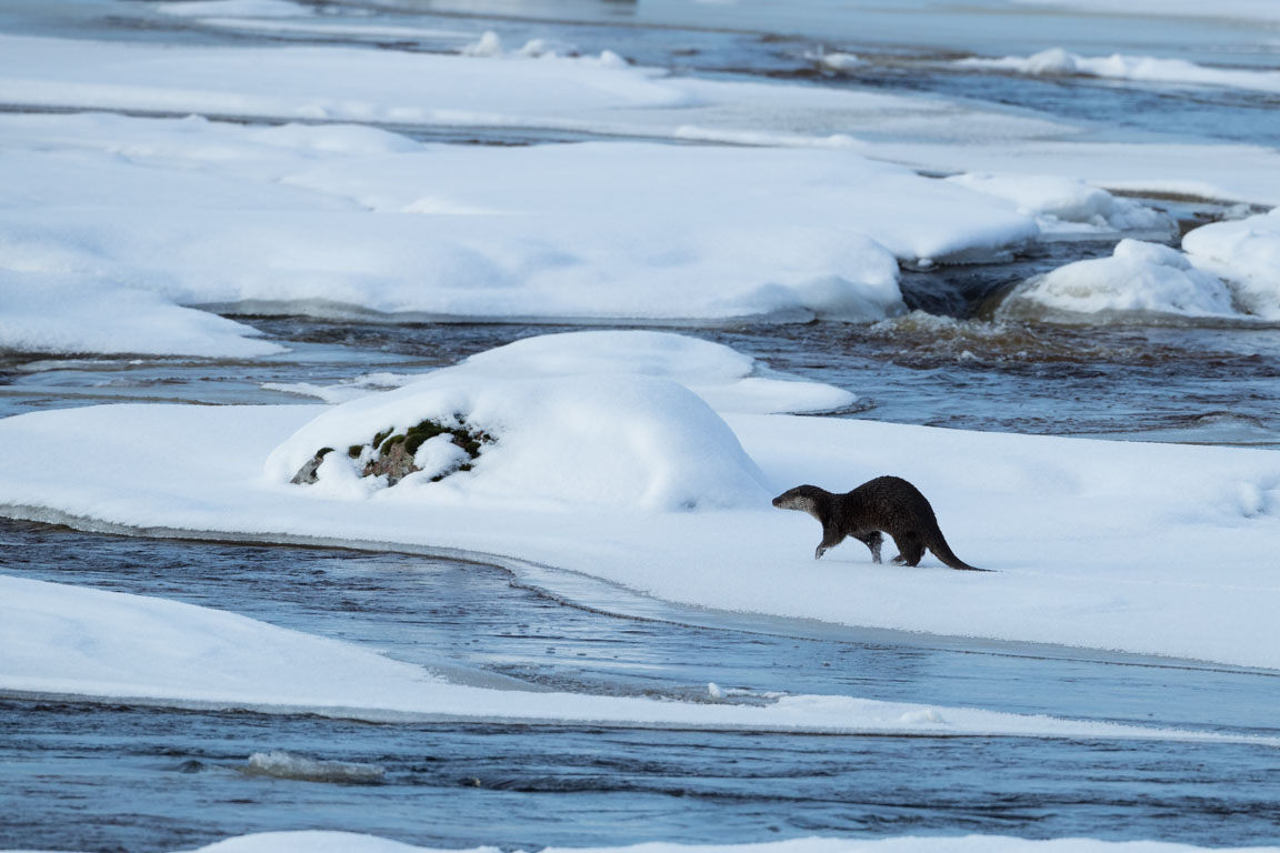 Utter, European otter, Lutra lutra