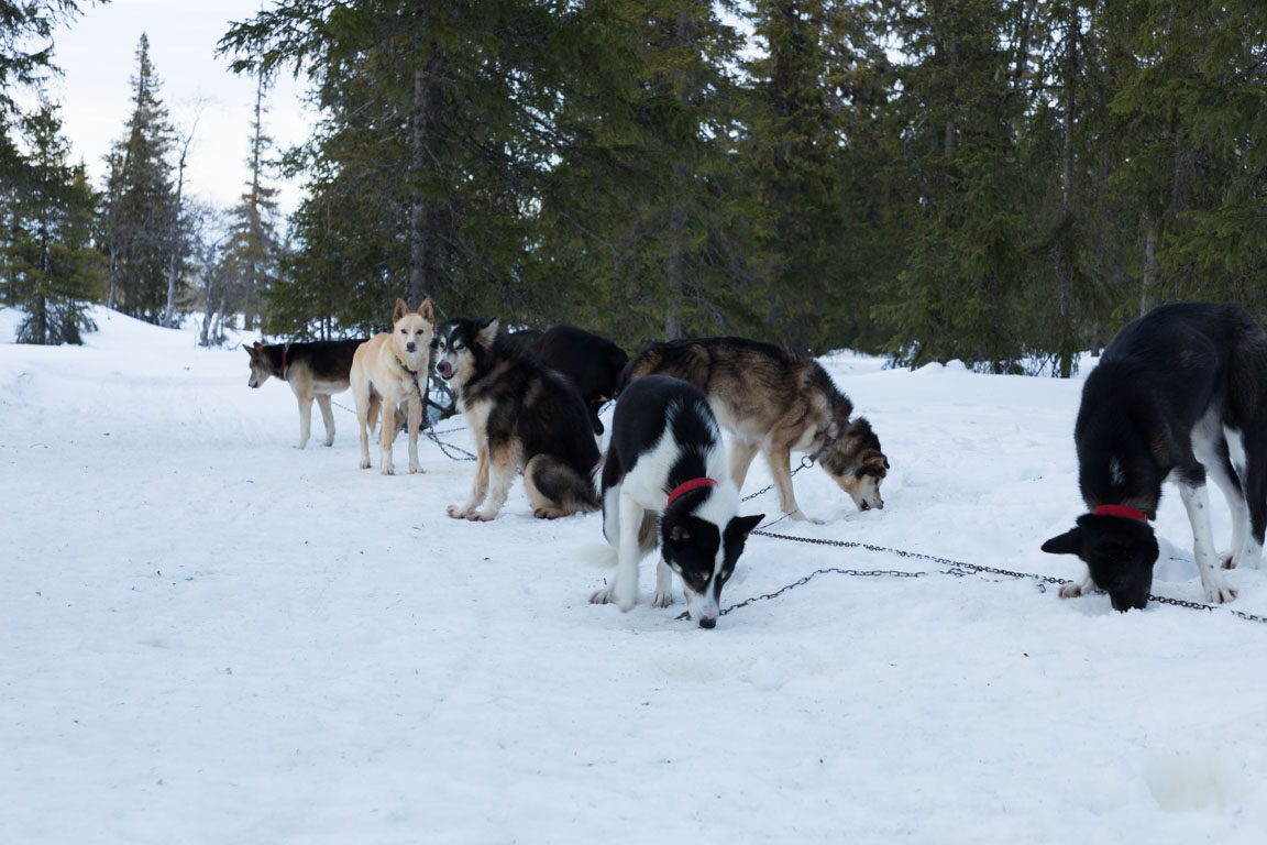 Nyätna (letar smulor)