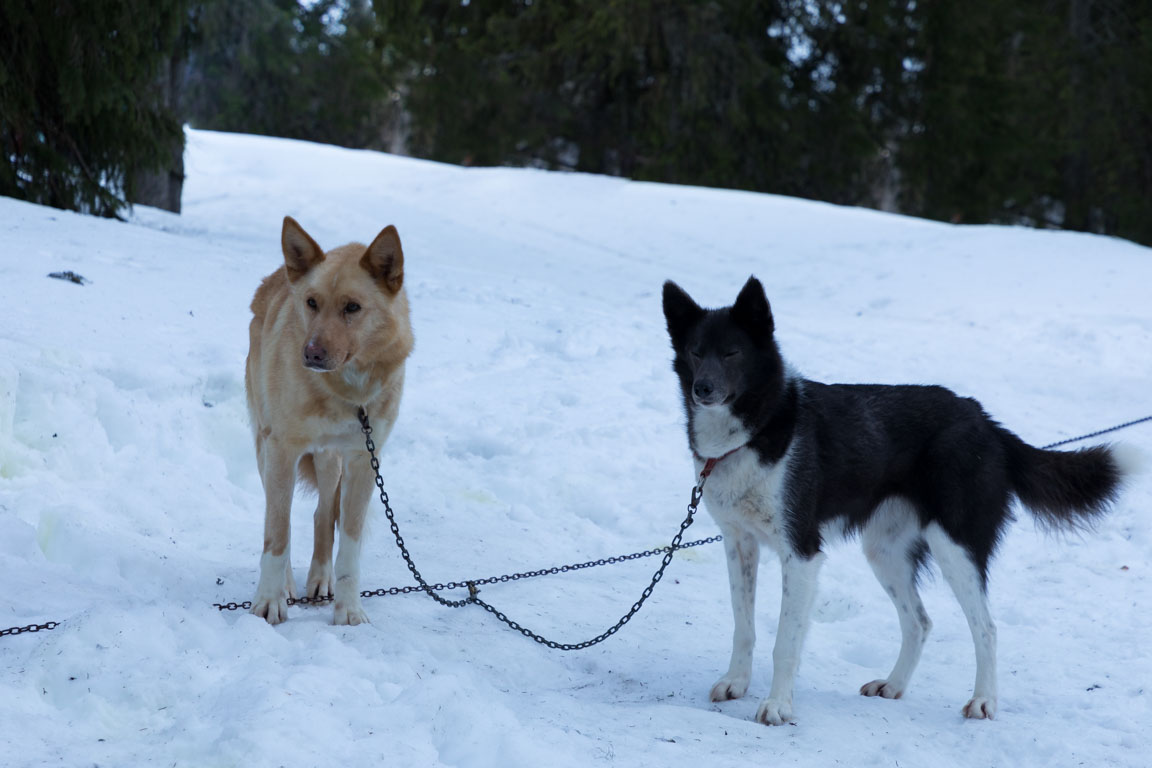 Nicke och Norih