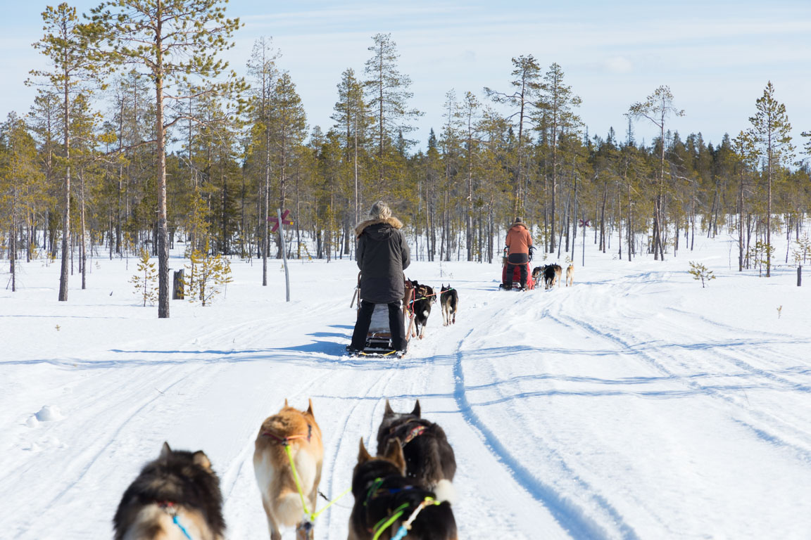 Hundspann på rad