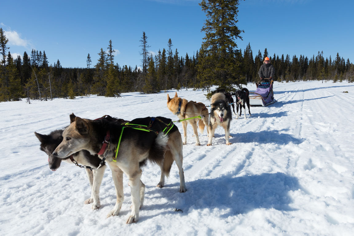 Murmel, Norih, Nicke, Blitzen, Yukon, Blaze