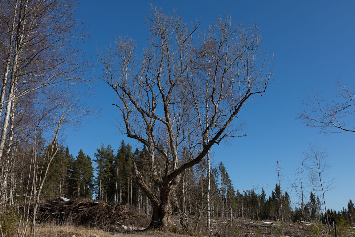 Dalarnas största ask, 530 cm i omkrets