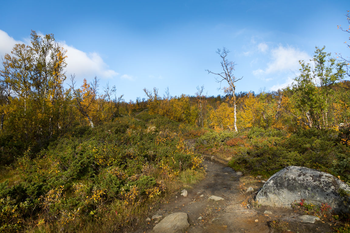 Fjällbjörksskog