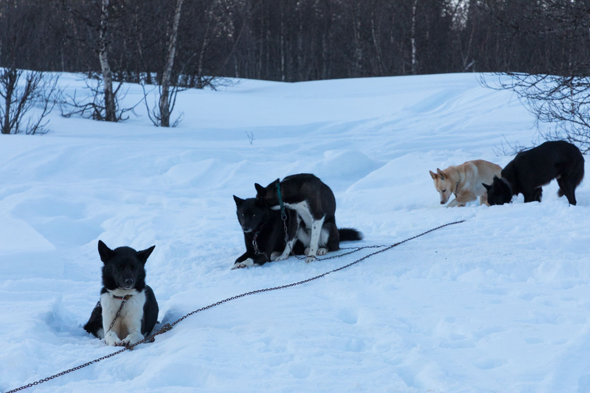 Vitus, Chili, Willow, Timone och Turso