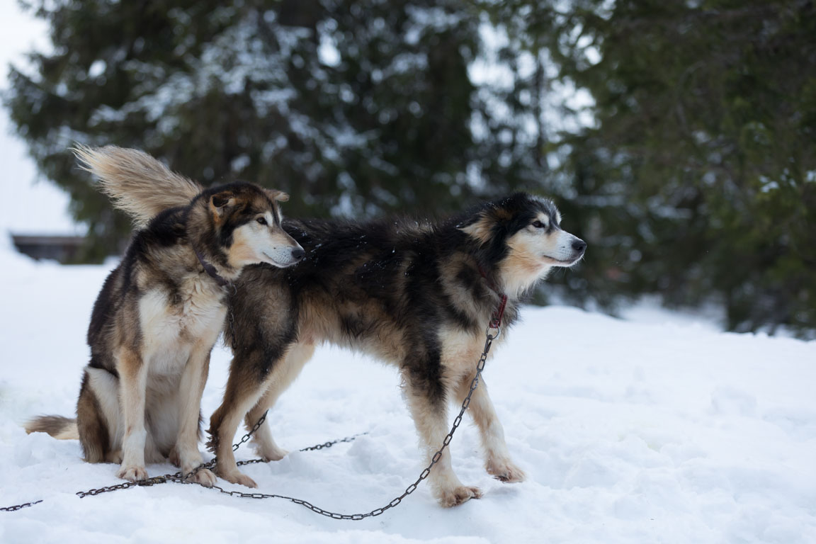 Brorsorna Comet och Blitzen