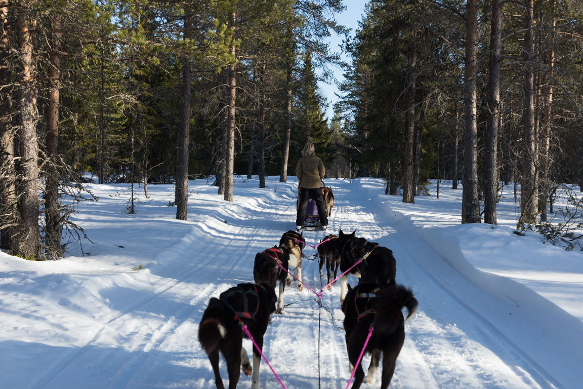 Skogsvägen hem