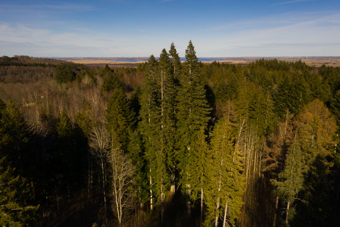 Nordamerikansk kustgran ca 50 meter hög.