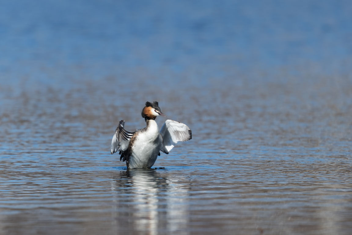 Skäggdopping, The great crested grebe, Podiceps cristatus