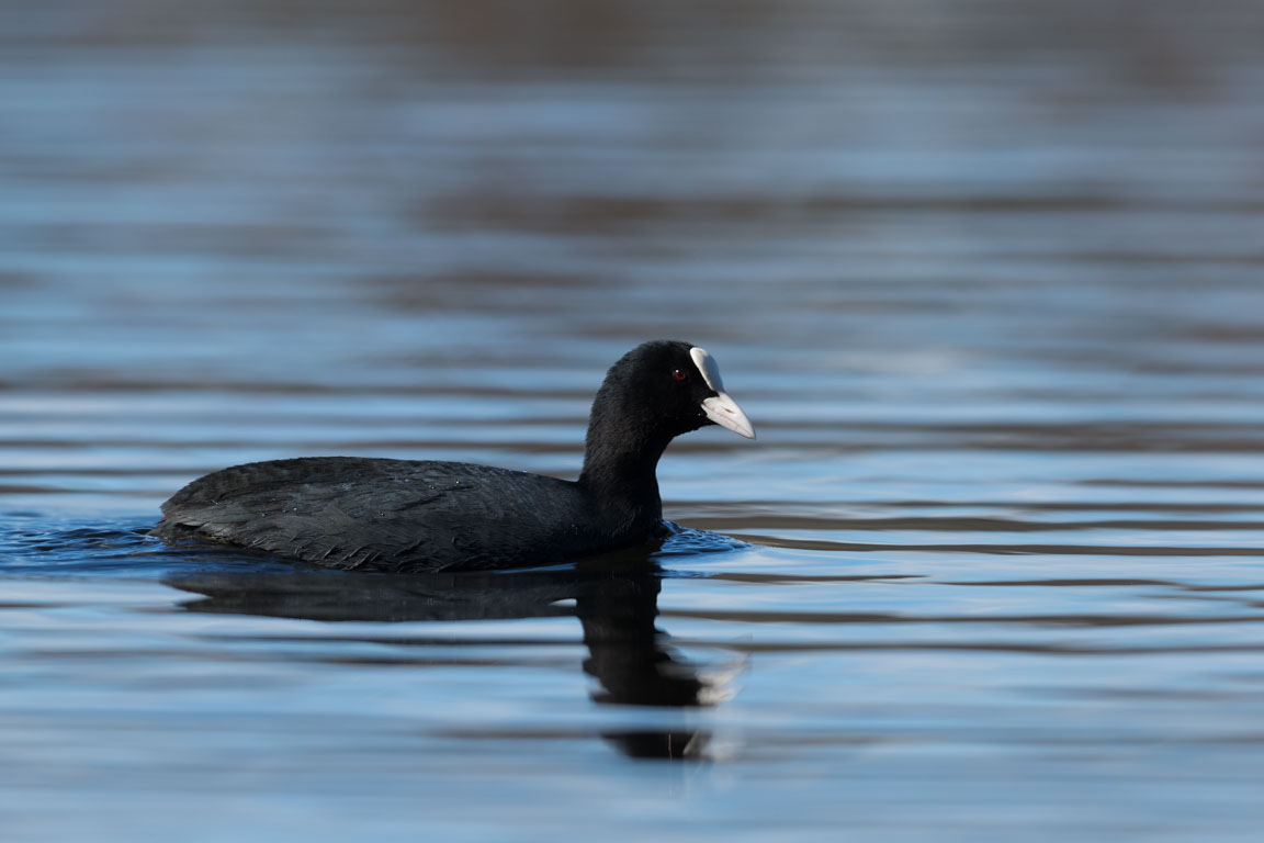 Sothöna, Coot, Fulica atra